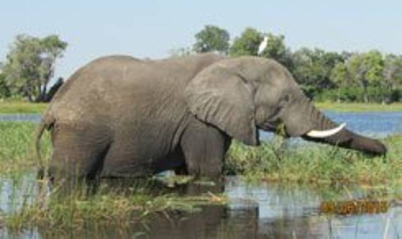 Guest image for the review, a elephant in the water