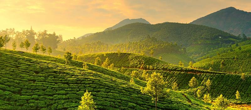 Die Plantagen von Munnar