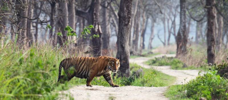 Ranthambore ist das Reich der Königstiger