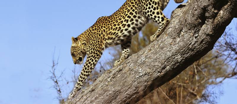 Spannende Safaris auf Ihrer Südafrika Reise