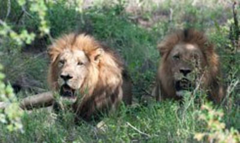 Lions lying in the shadows