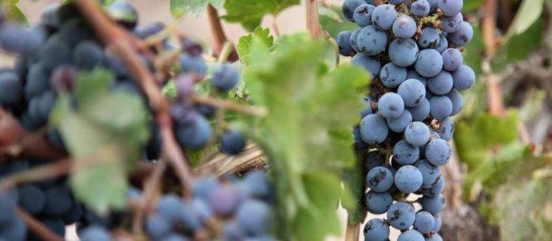 Die besten Weine auf Argentinien Rundreisen probieren Sie in Mendoza