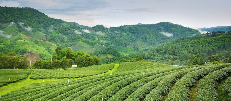 Teeplantagen in Darjeeling, Ostindien