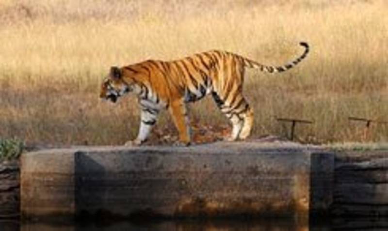 Enchanting Travels Guest traveled to Bandhavgarh, North India - Gail Goldberg