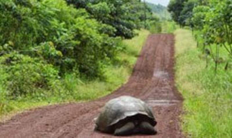 Schildkröte mitten auf der Straße