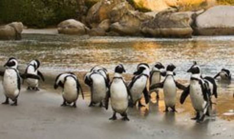 Enchanting Travels Guest traveled to see Penguins, Cape Town, South Africa