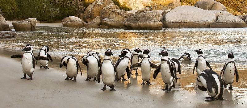 Pinguinkolonie in Kapstadt