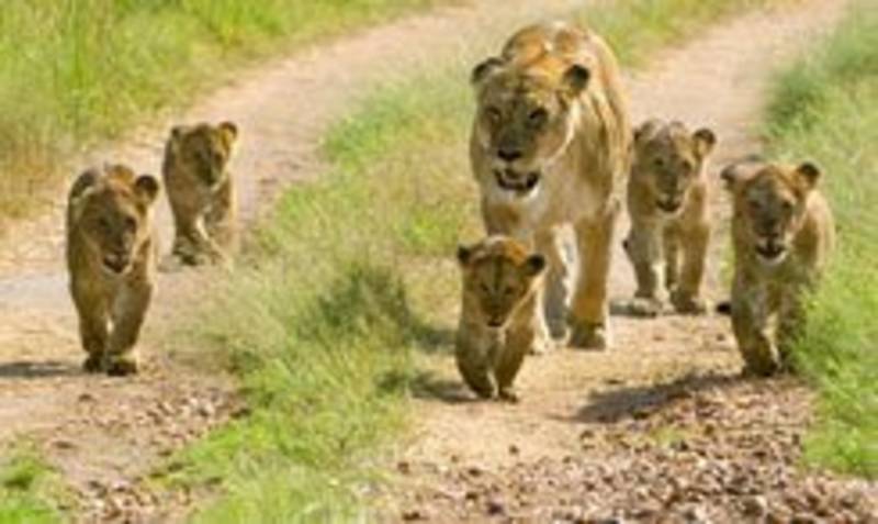 Walking Lions of Double Cross Pride in Masai Mara, Kenya, Africa