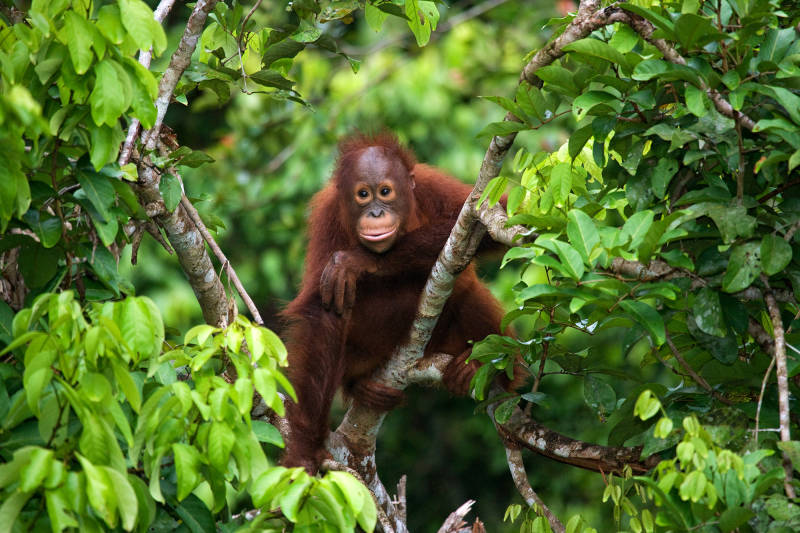 Baby Orangutan in Indonesia Vacation