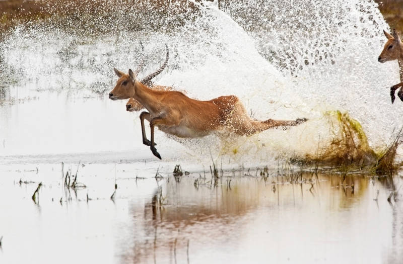 Botswana safari tour