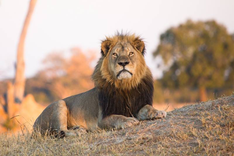 A massive male lion staring straight into the camera with large orange eyes, Zimbabwe, Africa,