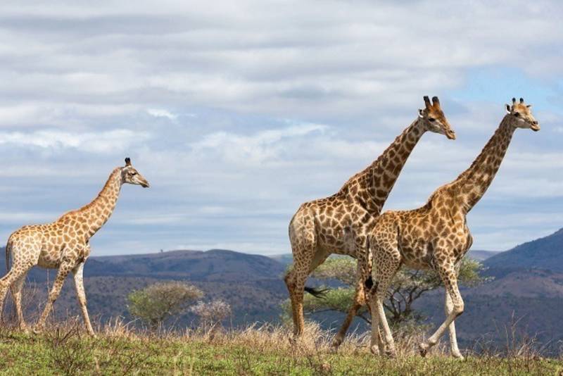 Giraffes at Easter Cape Game Parks with the Samarins