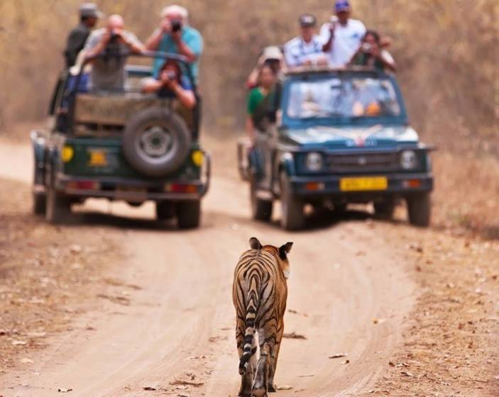 Enchanting Travels Guest Traveled to Ranthambore, India