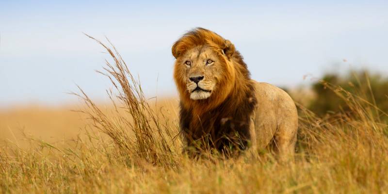 Masai Mara - lion