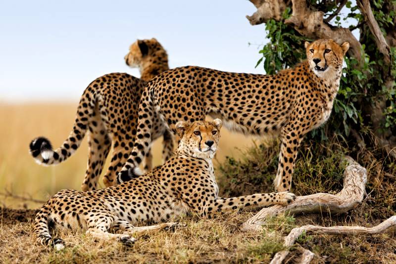 Masai Mara