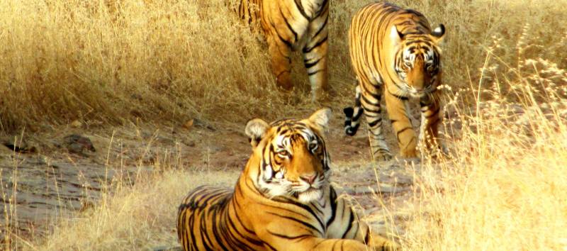 Tigers in Ranthambore National Park