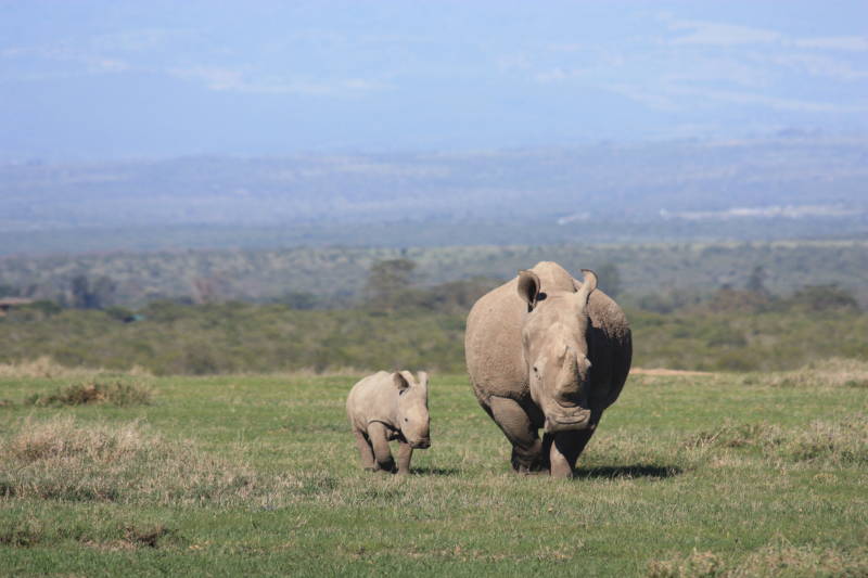 African white rhino, National park of Kenya, Africa