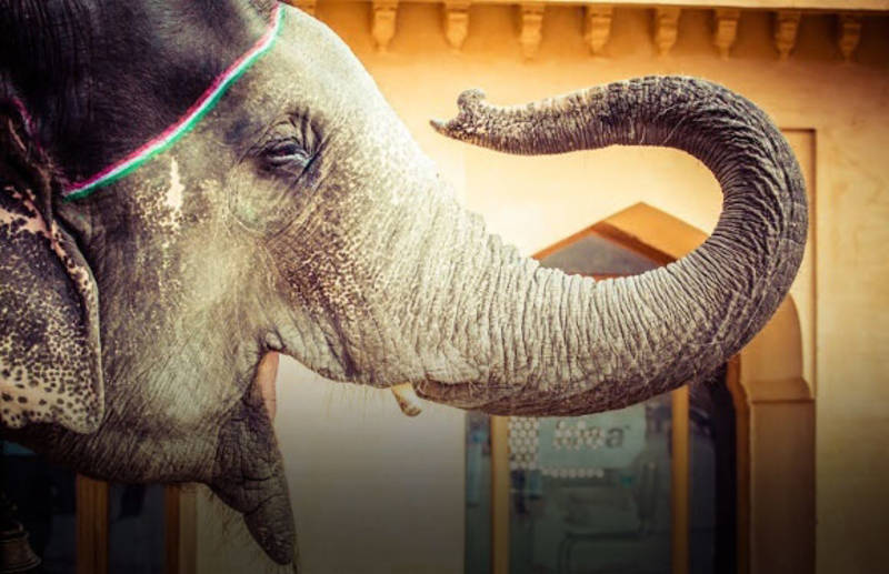 Elephant-India-Jaipur-state-of-Rajasthan-India-black-border-Enchanting Travels