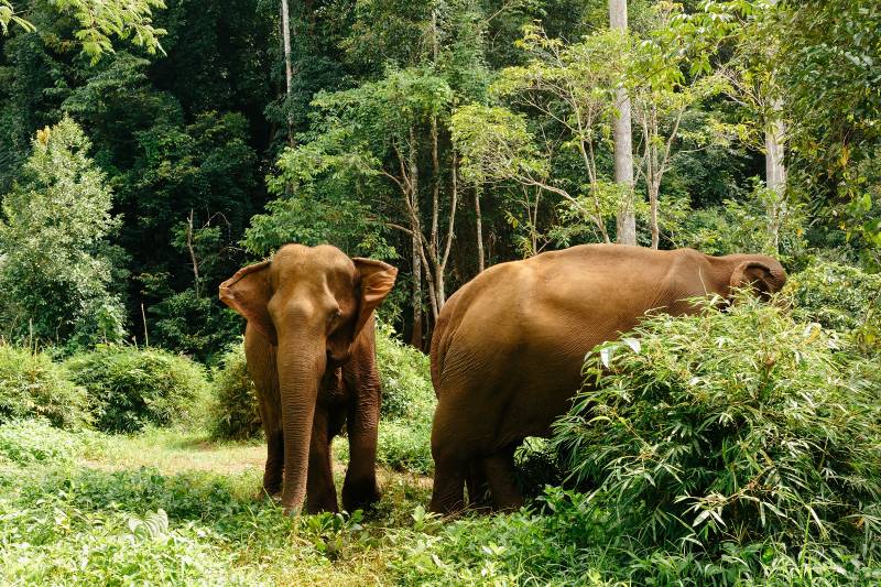 Enchanting Travel Cambodia Tours Mondulkiri Elephant