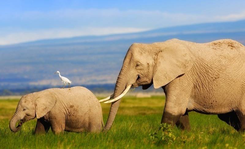 Mother and baby elephant at Lake Manyara in Kenya, Africa