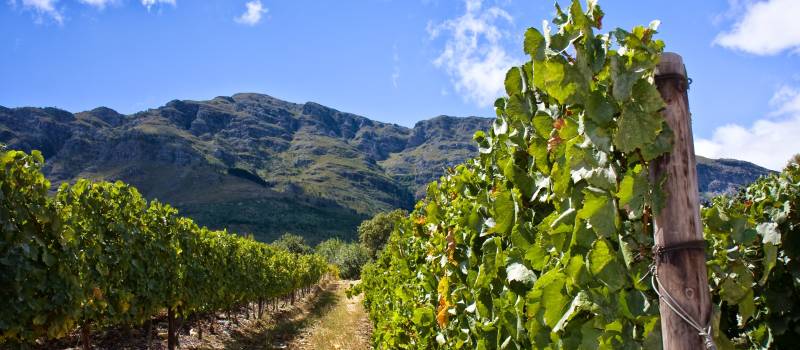 Stellenbosch - World's best plantations and vineyards