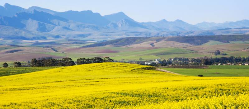 Blühende Landschaften in Overberg