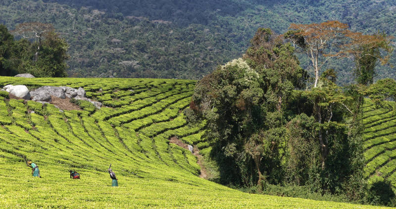 Tea plantation Tanzania, Africa