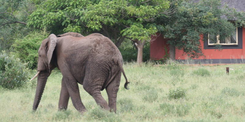 Tourist attractions in South Africa - Kruger