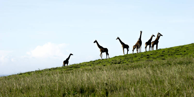 Enchanting Travels Africa Tours Tanzania Manyara & Ngorongoro Entamanu Ngorongoro giraffes