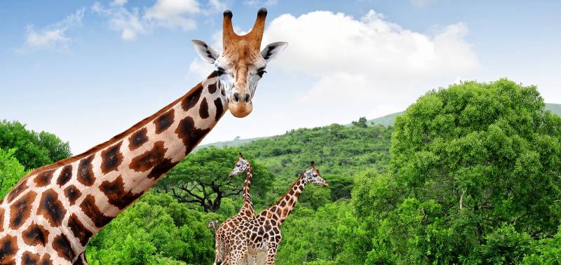 Five Enchanting Experiences for Your Custom Africa Tour