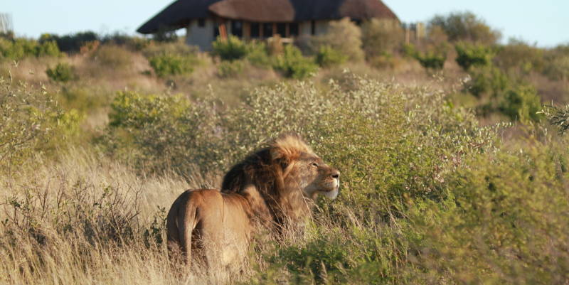 Lion at Duma Tau Camp in Central Kalahari, Botswana