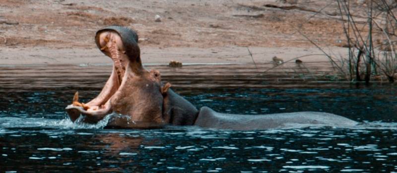 Hippo in Kalahari Salt Pans, Botswana