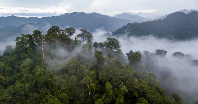 Aerial view of mist, cloud and fog hanging over a lush tropical rainforest after a storm, Brazil, South America
