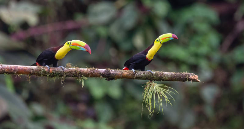 Keel-billed Toucan - Ramphastos sulfuratus, large colorful toucan from Costa Rica forest with very colored beak
