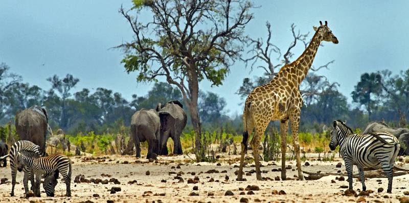 zimbabwe safari