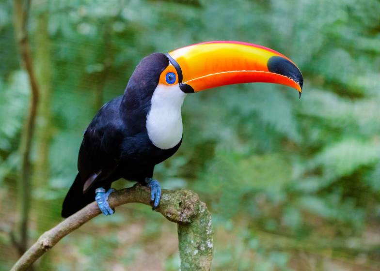 Enchanting Travels Colorful toucan