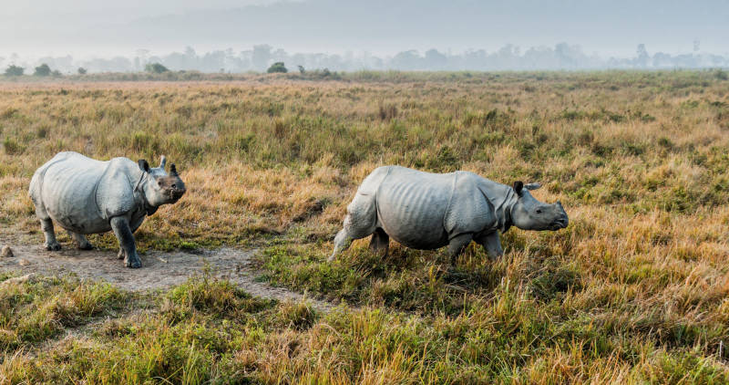 Indian rhinoceros in Kaziranga National Park, India