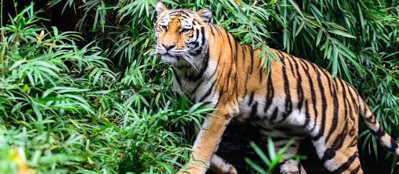 Enchanting Travels India Tours India-Ranthambore-Wild-Bengal-Tiger