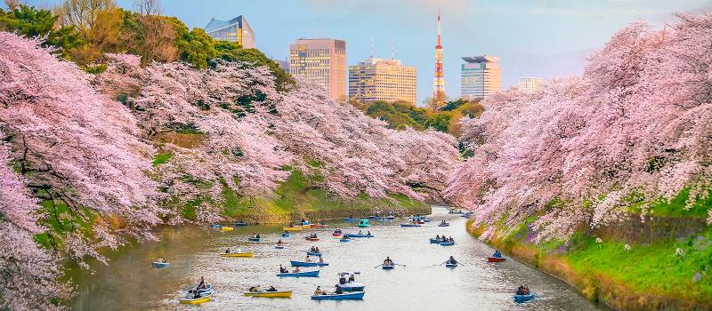 Enchanting Travels Japan Tours Chidorigafuchi park in Tokyo during sakura season