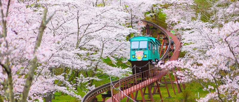 Cherry blossom season in Japan