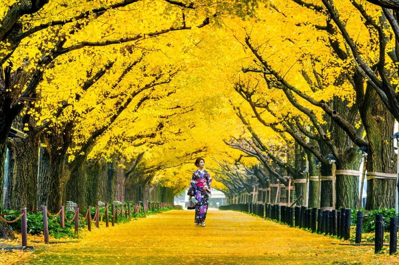Gingko tree-lined street in autumn near the Meiji shrine of Tokyo