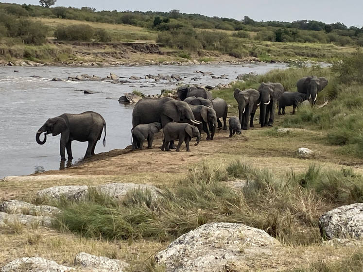 A herd of elephants on a riverbank