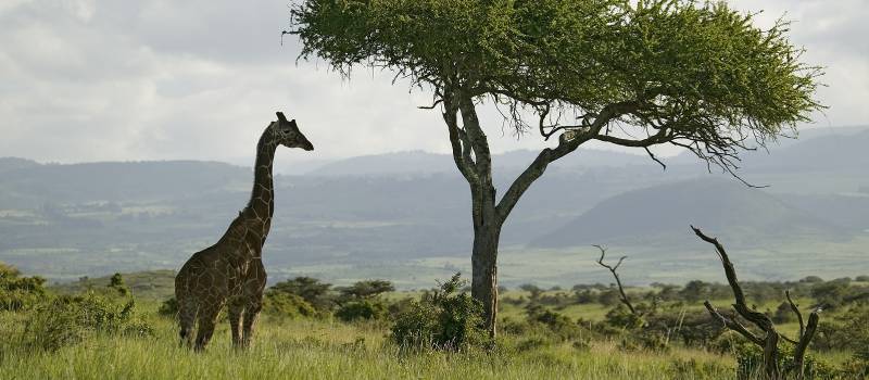 Enchanting Travels Kenya Tours Masai Giraffe stands under acacia tree in Lewa Wildlife Conservancy, North Kenya,