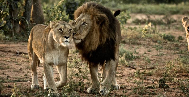 Luxury Africa Family Safari, South Africa, Cape Town