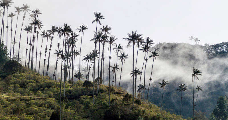 Wax palms in Cocora valley, Colombia, South America
