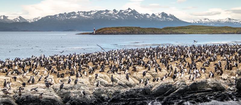 Enchanting Travels South America Tours Cormorants (sea birds) island - Beagle Channel, Ushuaia, Argentina