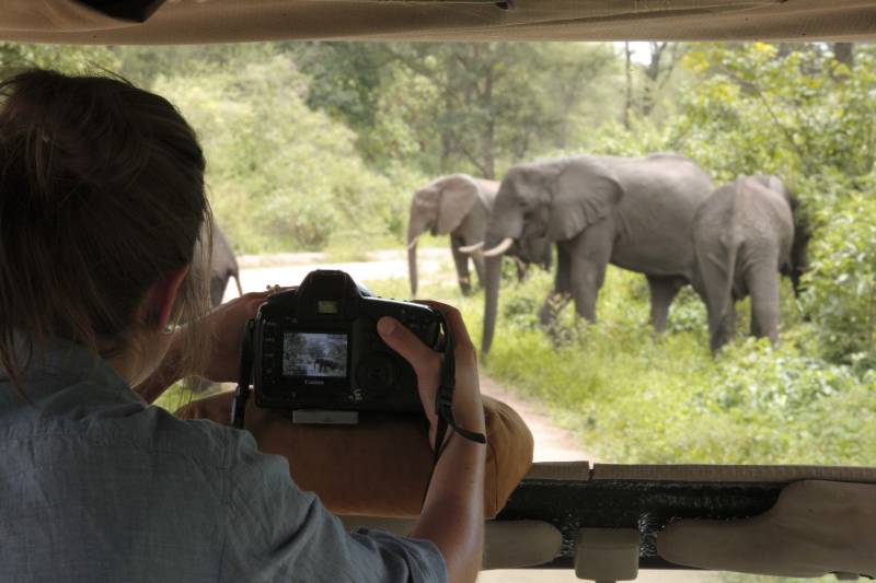 Elephants in wilderness, Tanzania