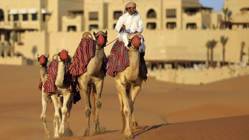 Camel tour in Abu Dhabi