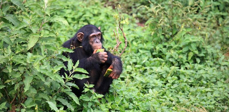 Uganda travel guide
