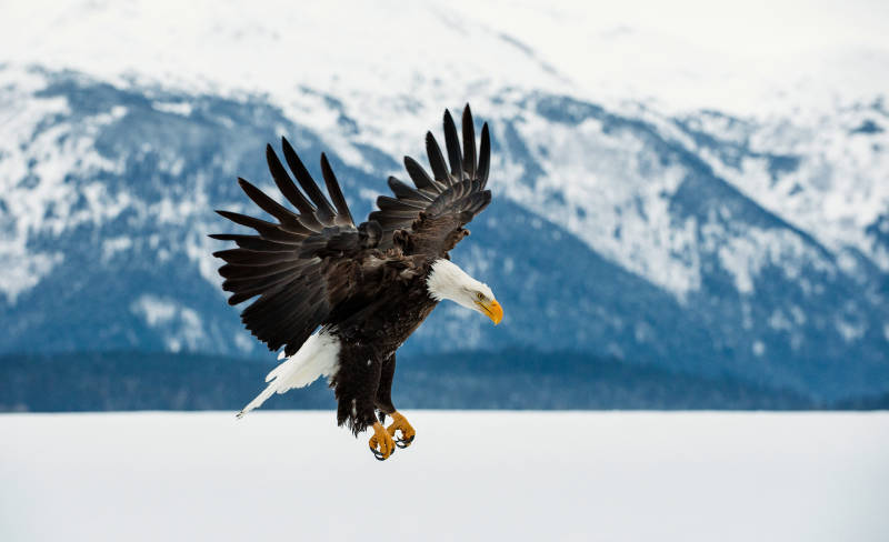 Come to Alaska